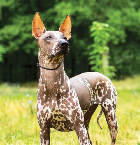 Xoloitzcuintli (Mexican Hairless Dog) : History, Temperament, Care, Training, Feeding & Pictures