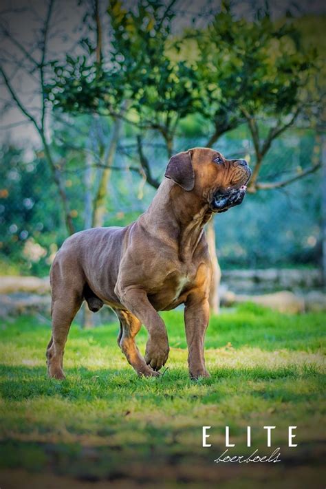 BEST BREEDERS IN THE WORLD | SOUTH AFRICAN BOERBOEL MASTIFF KENNEL ...