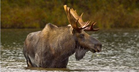 Moose vs Bear: Who Would Win in a Fight? - A-Z Animals