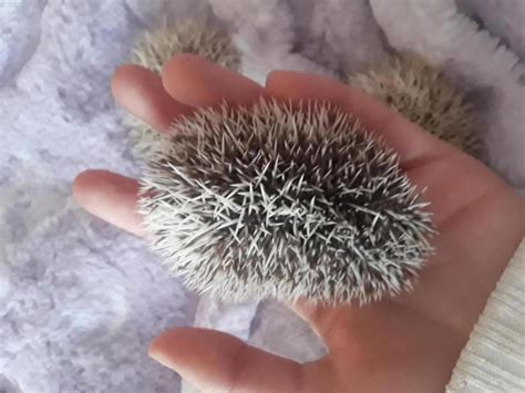 Salt and pepper? | Hedgehog Central