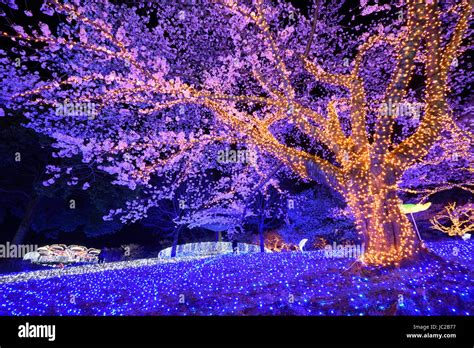 Cherry Blossoms, Light Up, at Night Stock Photo - Alamy