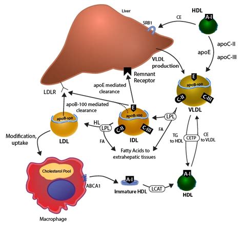 The Role of Lipids and Lipoproteins in Atherosclerosis - Endotext ...