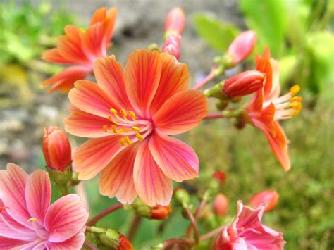 Lewisia (Lewisia) – A to Z Flowers