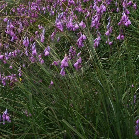 Dierama pendulum - Wildflower Nursery