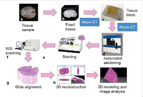 Figure 1 from The Role of Micro-CT in 3D Histology Imaging. - Semantic Scholar