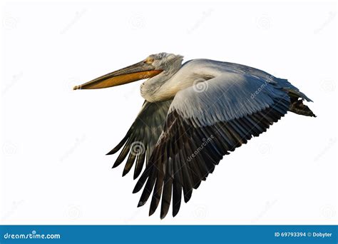 Dalmatian Pelican /Pelecanus Crispus/. Stock Photo - Image of feathers, birds: 69793394