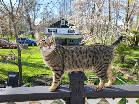 Desert Lynx Cat: Breed Info, Temperament, Pictures & Traits - Catster