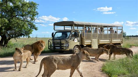 Lion and Safari Park - 1 Hour Guided Safari