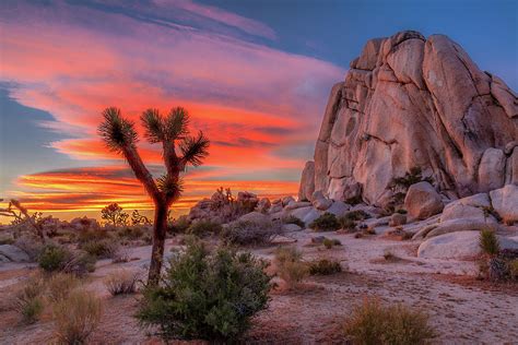 Joshua Tree Sunset Photograph by Peter Tellone