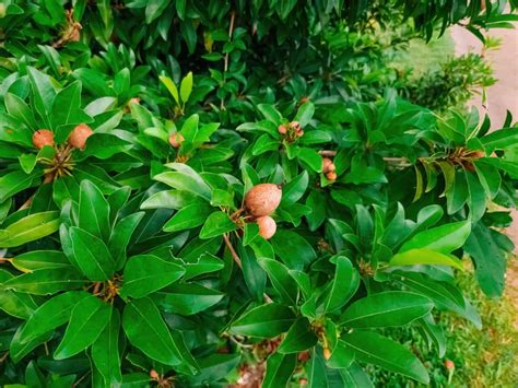 Optimizing Sapodilla/Sapota Orchard Management: A Month-by-Month ...