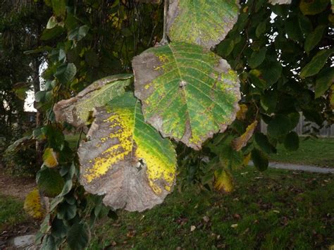 Elm Leaf Spot – now a widely spreading problem