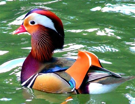 mandarin duck in full color | found this swimming around on … | Flickr