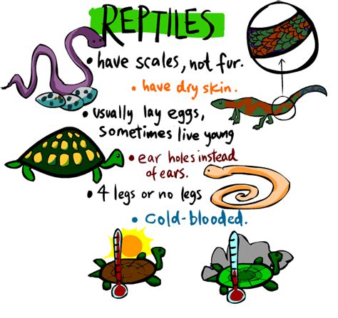 INMACULADA Bilingual Blog: REPTILES POSTER