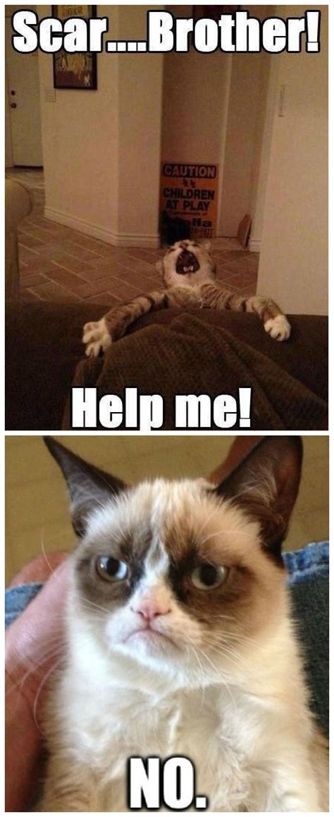 lion king vs grumpy cat | Funny grumpy cat memes, Christmas cat memes ...