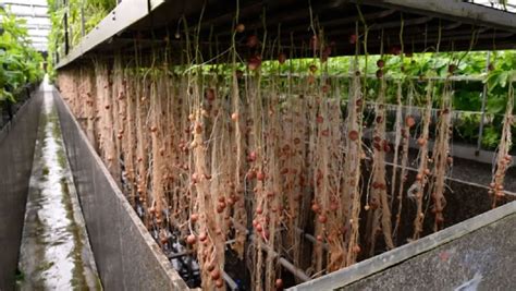 Aeroponics Growing India - GROZINE