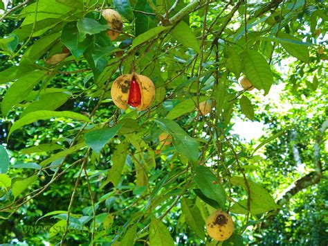 Nutmeg (seed of Myristica fragrans Houtt.) - Names in Other languages