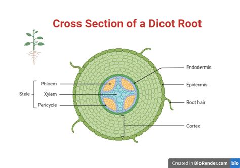 Root- Introduction. Types, Anatomy, Symbiosis, Diseases - Sciencevivid