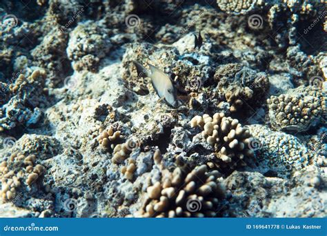 Underwater Photography Image, Snorkeling in the Ocean of Egypt Stock Photo - Image of egypt ...