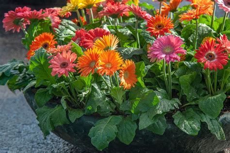 Gerbera Daisies: Plant Care & Growing Guide