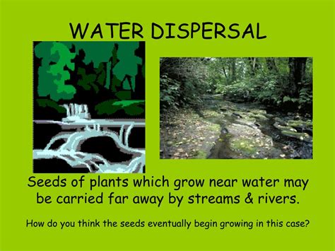 PPT - Seed Dispersal How does it happen? PowerPoint Presentation - ID:142186