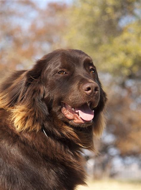 Newfoundland Lab Mix