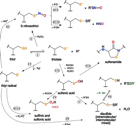 Most relevant thiol redox reaction pathways. Different routes of ...