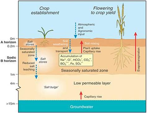 Soil Salinization | Oxford Research Encyclopedia of Environmental Science