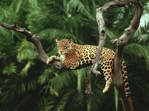 Leopard (NT) | Rainforest animals, Animals, Amazon rainforest animals