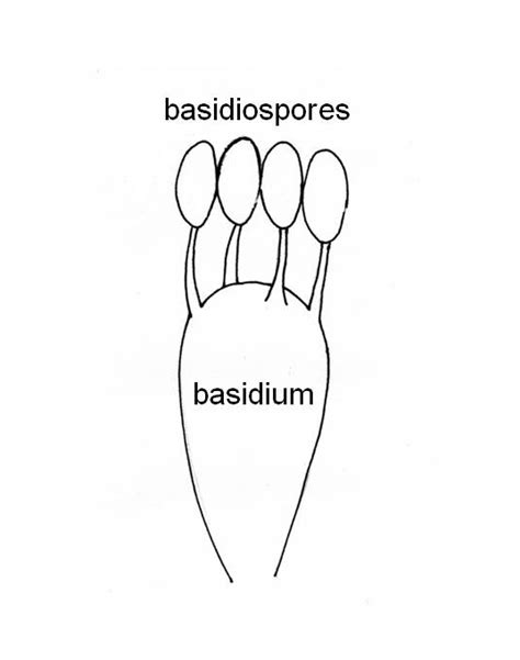 [DIAGRAM] Mushroom Basidia Diagram - MYDIAGRAM.ONLINE