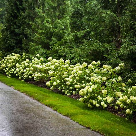 Little Lime Hydrangea | Buy Little Lime Hydrangea | The Tree Center