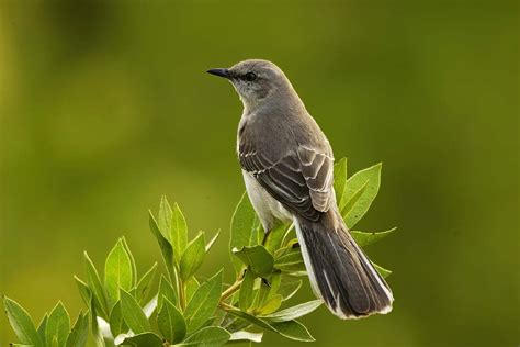 Mockingbird Symbolism - Spirit Animal Totems