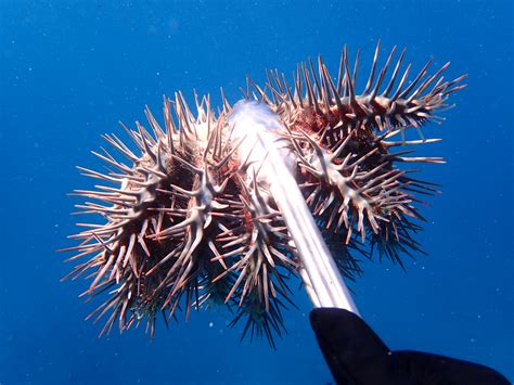 Hidden army: how starfish could build up numbers to attack coral reefs | sciencenewsnet.in