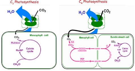 C3 Photosynthesis Pathway