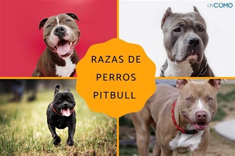 Cuantas Razas De Perros Conoces