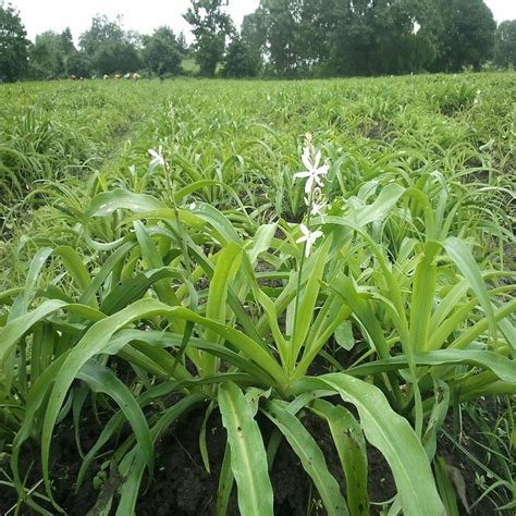 Brown Safed Musli Extract (Chlorophytum borivilianum), Packaging Size: 25 Kg at Rs 1850/kg in ...