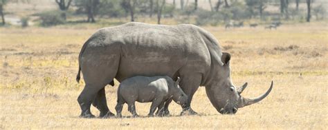 Donate | International Rhino Foundation