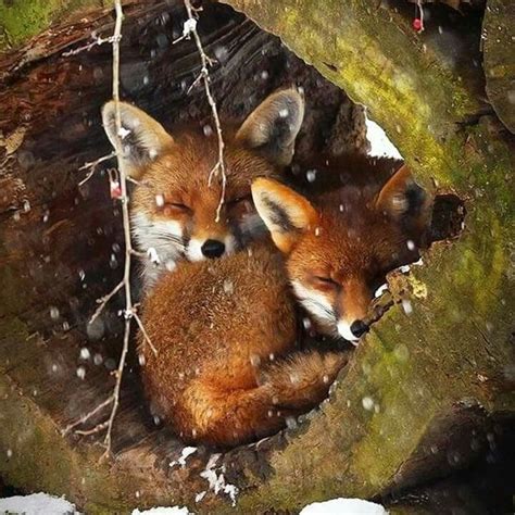 Baby Foxes Cuddling 25 October 2015 ♡♡♡ | Animals, Cute animals, Animal pictures