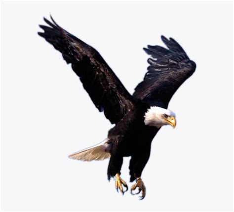 Transparent Background Eagle Logo, HD Png Download - kindpng