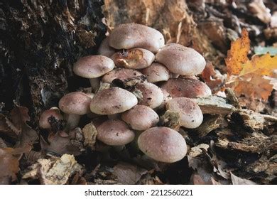 Armillaria Ostoyae Species Edible Wild Mushrooms Stock Photo 2212560221 ...