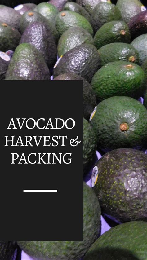 Avocado Harvest & Packing See how avocados are harvested and packed. All footage was taken in ...