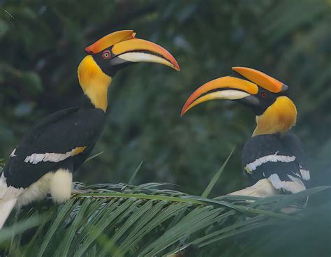 What two great hornbills can teach us about Goa’s true wild side | Eye ...