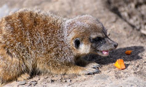 350+ Meerkat Eating Stock Photos, Pictures & Royalty-Free Images - iStock