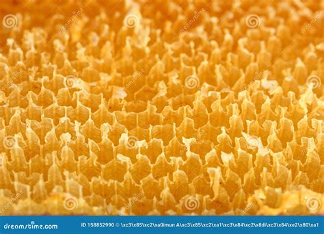 Golden Honeycomb Cells; Closeup Stock Photo - Image of background ...