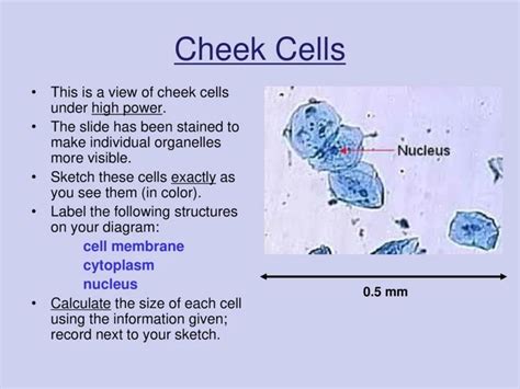 How to Look at Cheek Cells Under a Microscope: A Step-by-Step Guide