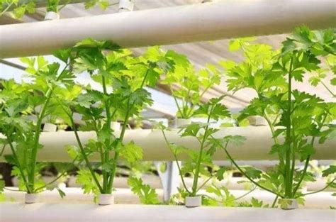 Hydroponics Nutrient Solution Formula - Blog