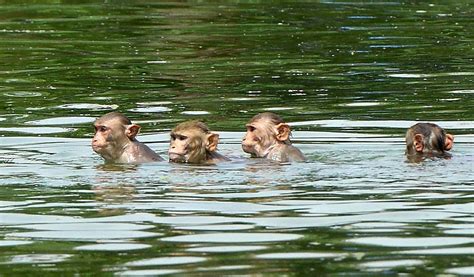 Monkeys jump into the water to cool off the summer heat - CGTN