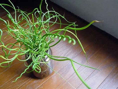 The ULTIMATE Guide for Juncus Spiralis!