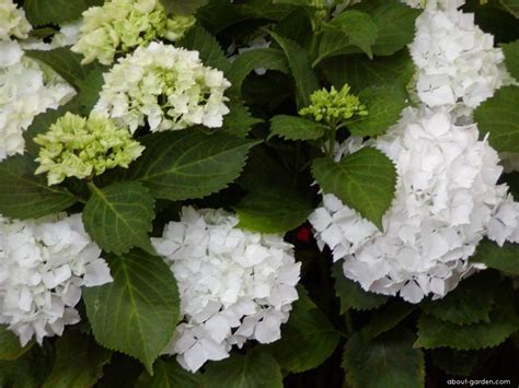 Hydrangeas For Shade WHITE BIG LEAF A Mophead Hydrangea variety that is ...