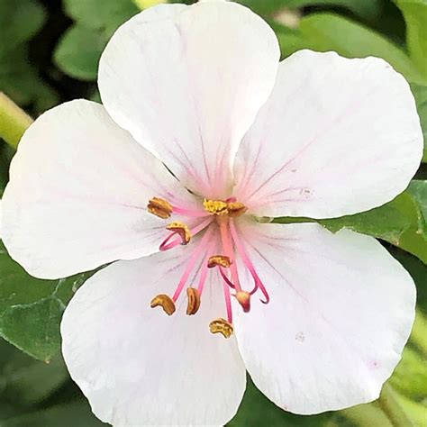 Geranium ‘Biokovo’ (Crane’s Bill) - Cavano's Perennials