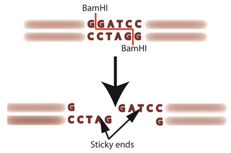 Restriction Enzyme Analysis: How to Make the Cut